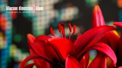 Liliaceae Dimension | Lilium #3