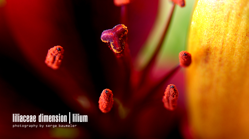 Liliaceae Dimension | Lilium #4