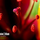 Liliaceae Dimension | Lilium #4