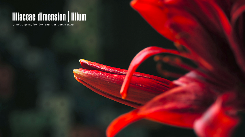 Liliaceae Dimension | Lilium #5