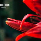 Liliaceae Dimension | Lilium #5
