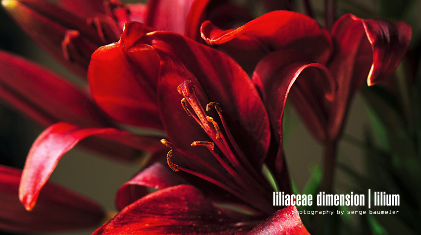 Liliaceae Dimension | Lilium #6