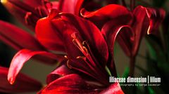 Liliaceae Dimension | Lilium #6