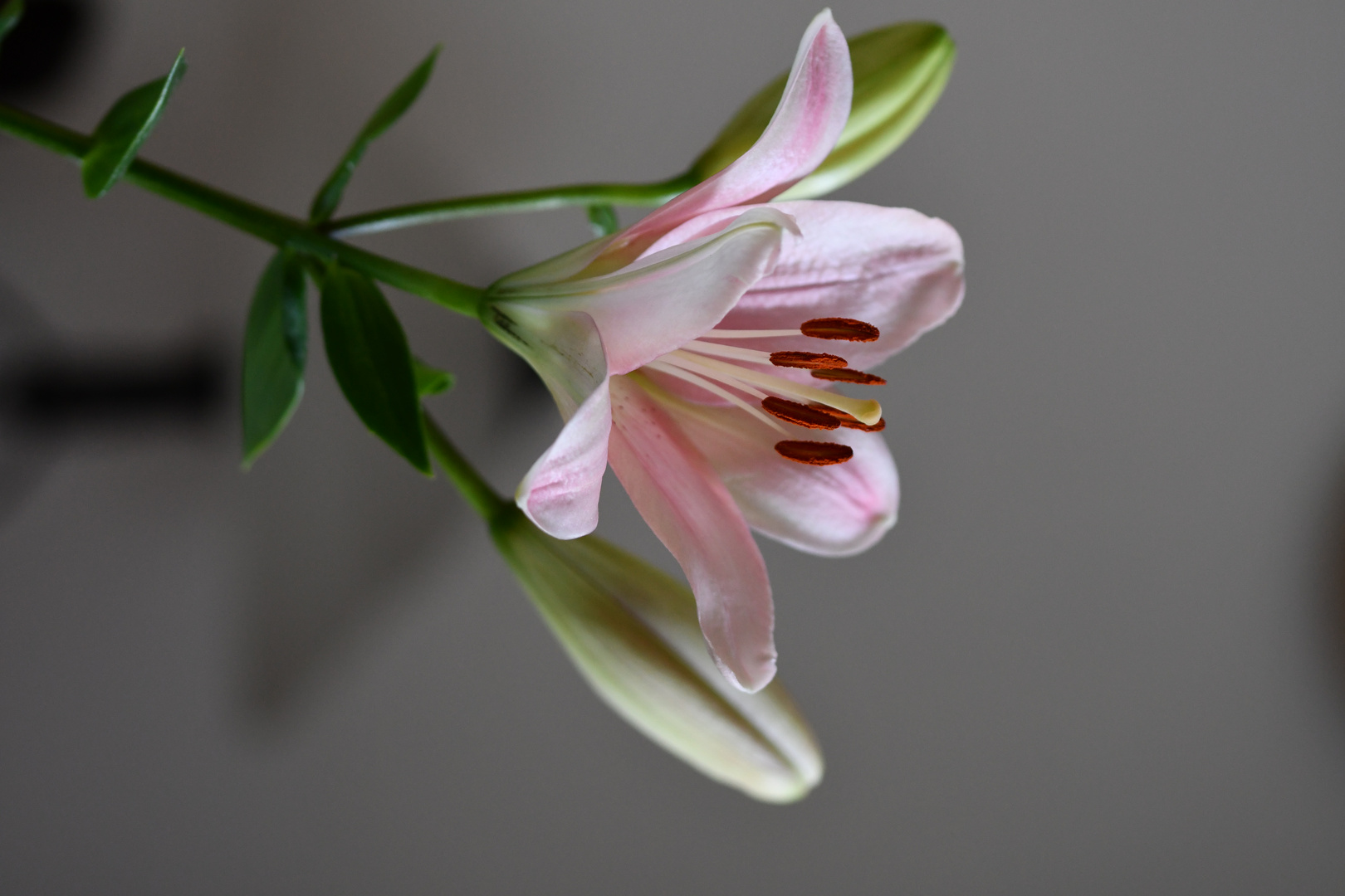 Lilie 1 (Lilium longiflorum x oriental) ‘Pink Heaven’