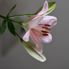 Lilie 1 (Lilium longiflorum x oriental) ‘Pink Heaven’