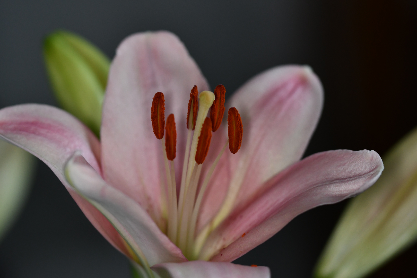 Lilie 3 (Lilium longiflorum x oriental) ‘Pink Heaven’ Foto & Bild