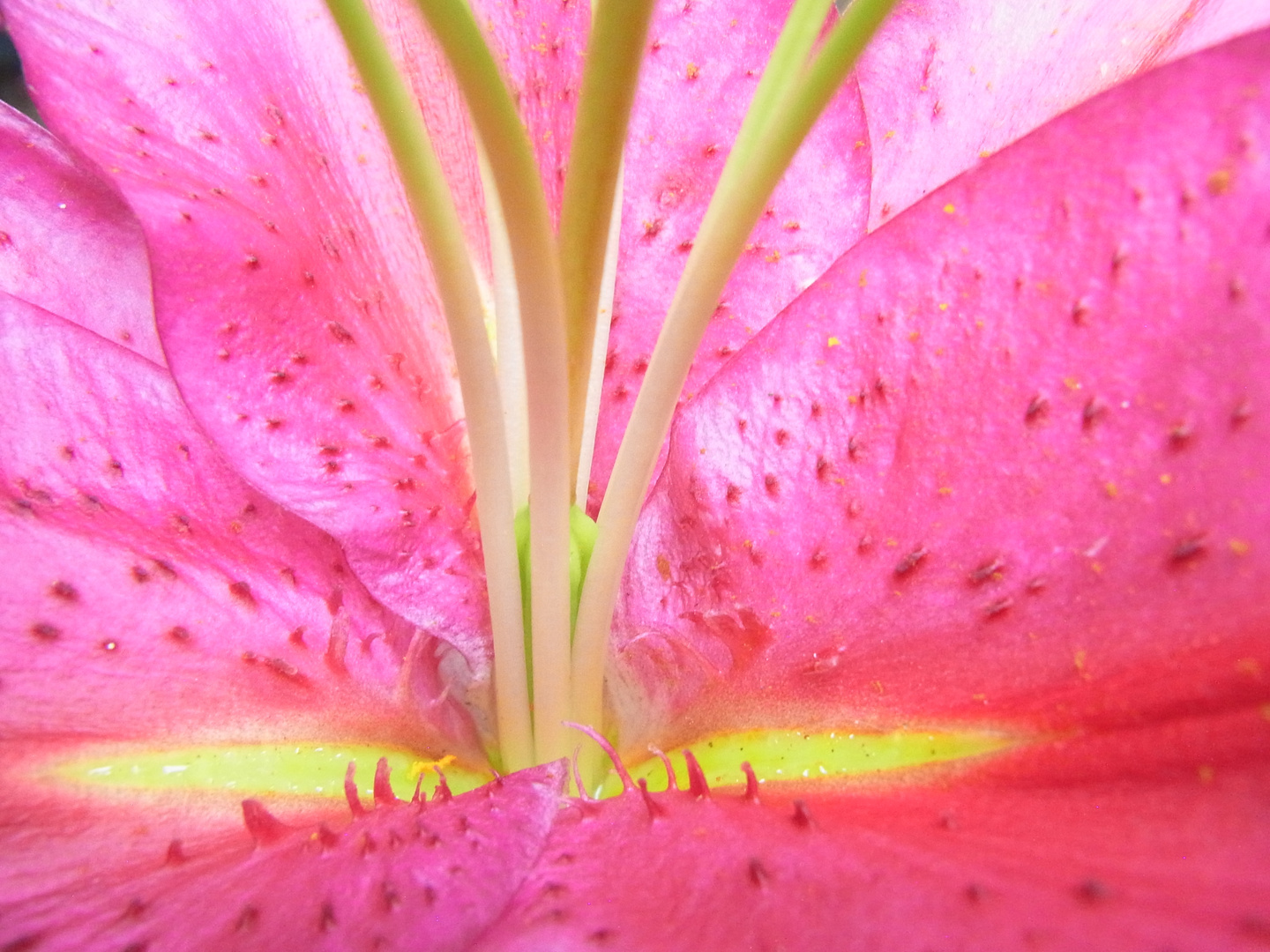 Lilie Foto & Bild anfängerecke nachgefragt, nachgefragtpflanzen