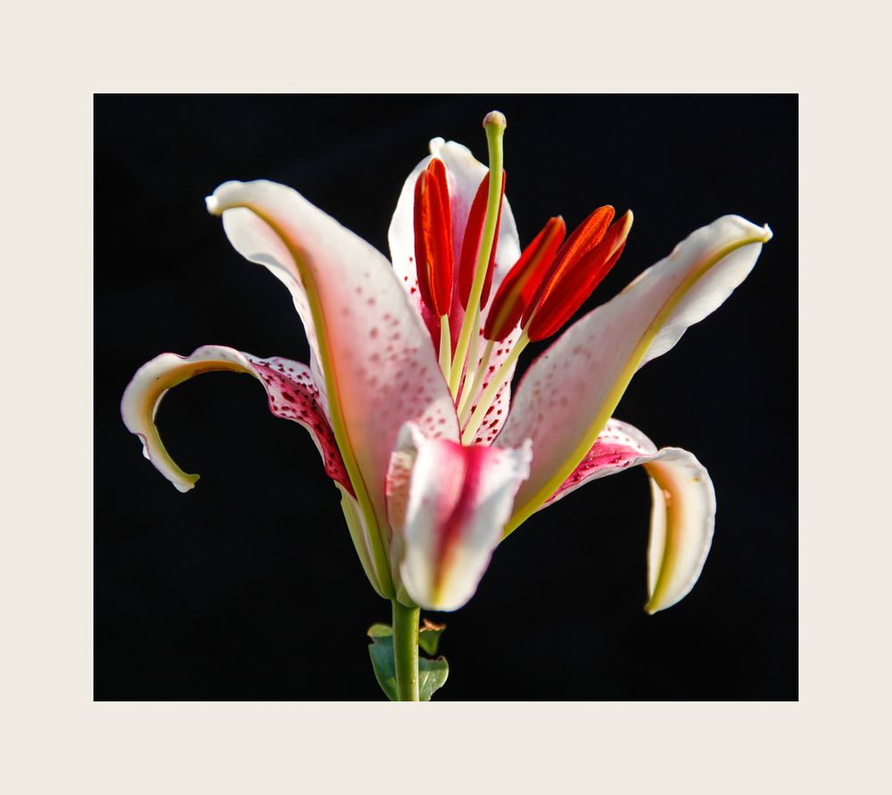 Lilie Foto & Bild | pflanzen, pilze & flechten, blüten- & kleinpflanzen