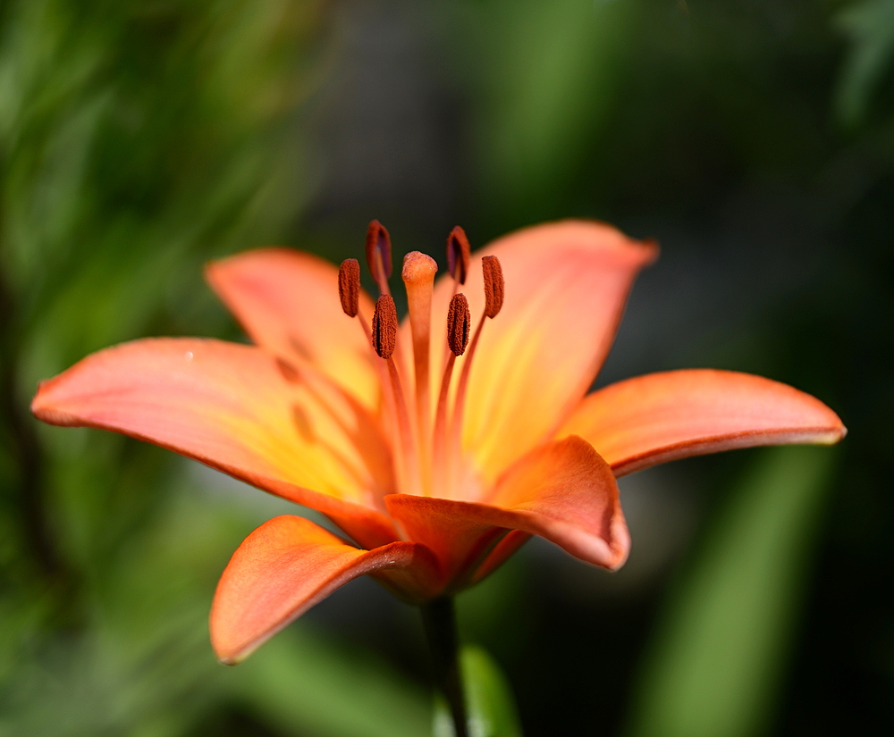 Lilie, aus unserem Garten