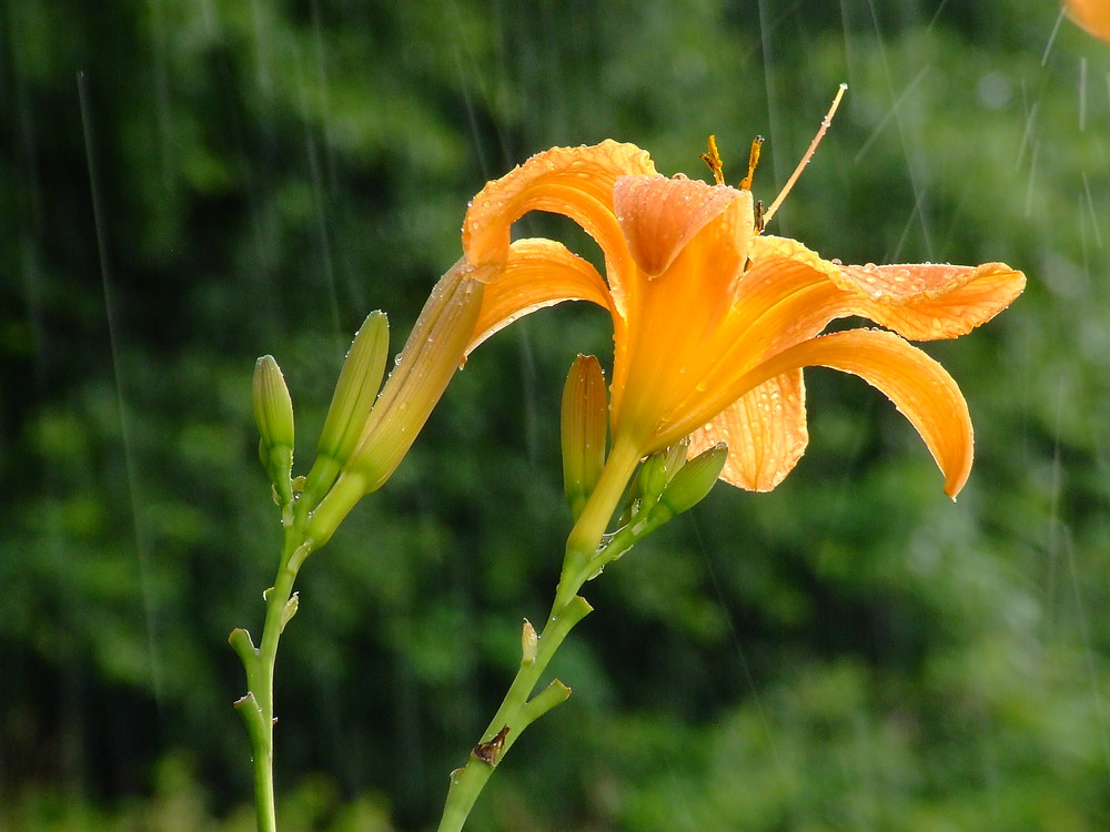 Lilie bei Regen 2