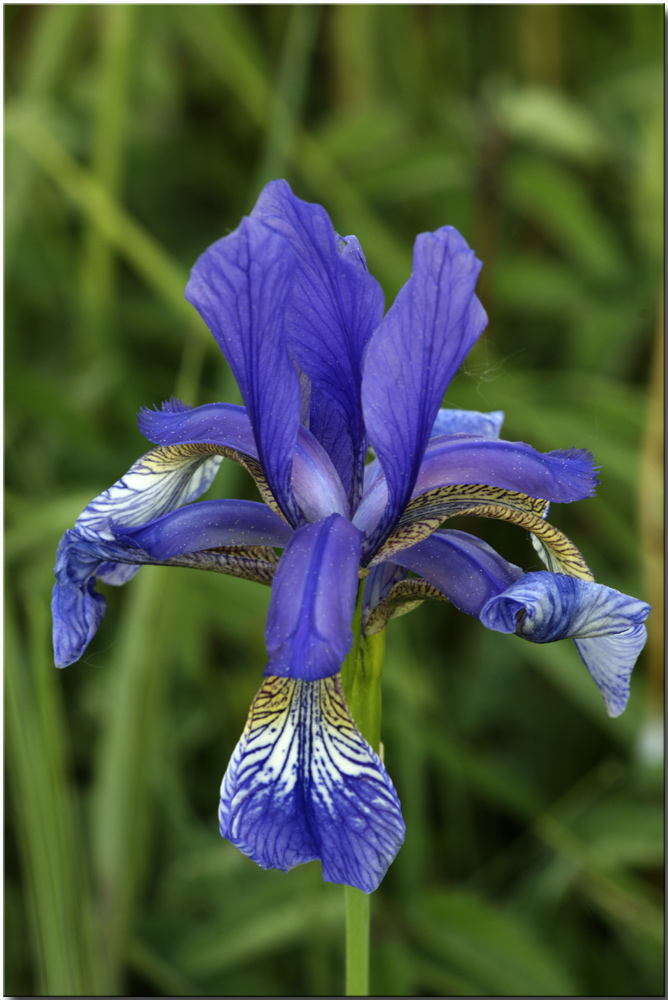 Lilie blau Foto & Bild pflanzen, pilze & flechten, blüten