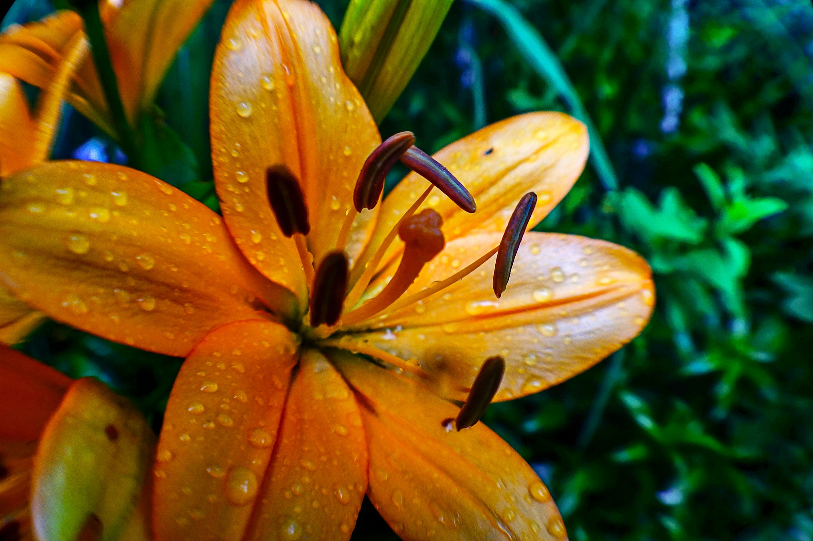 Lilie, Blüte im Regen Foto &amp; Bild regenfotos, wetter
