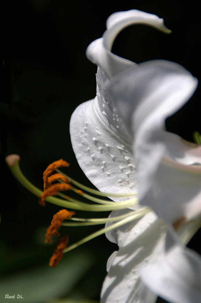 Lilie, Blüte in weiß