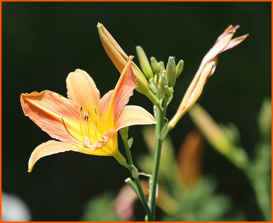 Lilie Foto & Bild pflanzen, pilze & flechten, blüten & kleinpflanzen