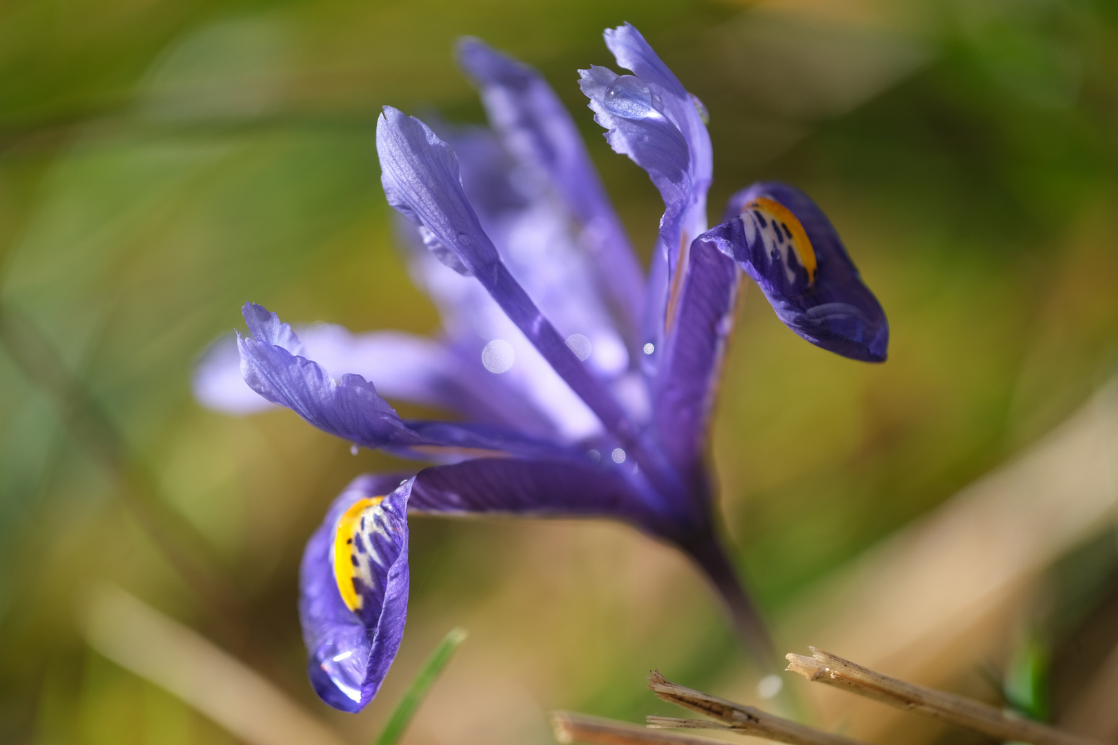 Lilie Foto & Bild jahreszeiten, frühling, fotos Bilder auf