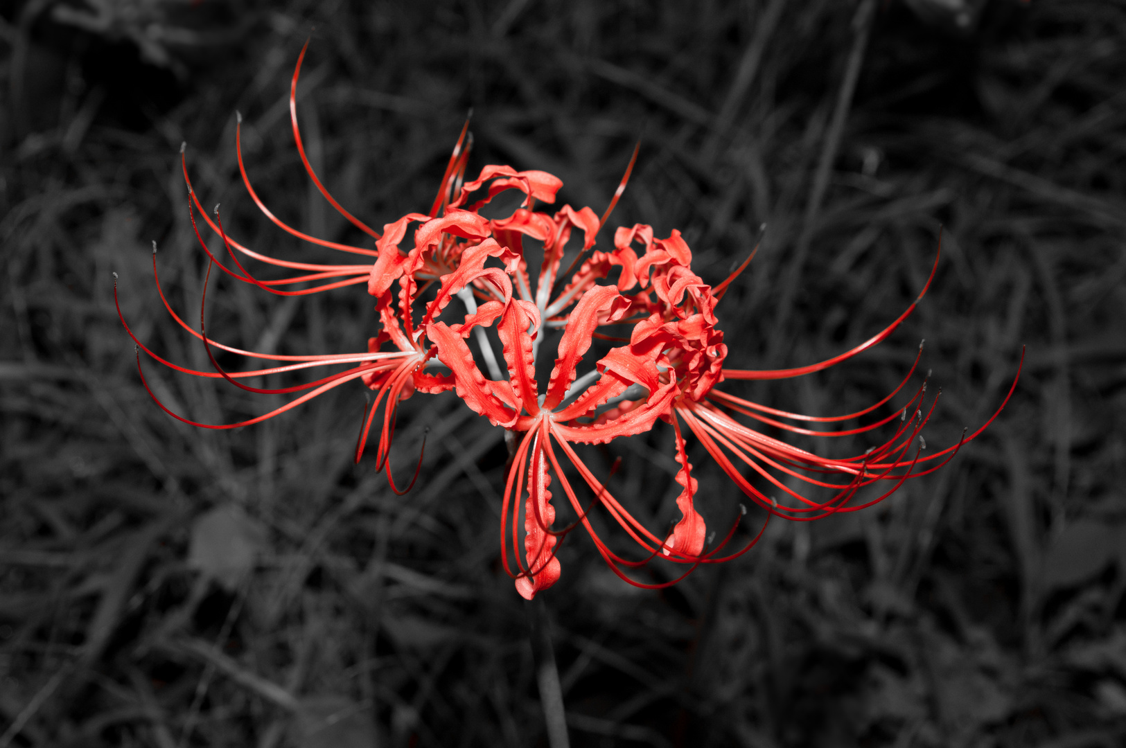Lilie der Roten Spinne Foto & Bild pflanzen, pilze & flechten, blüten