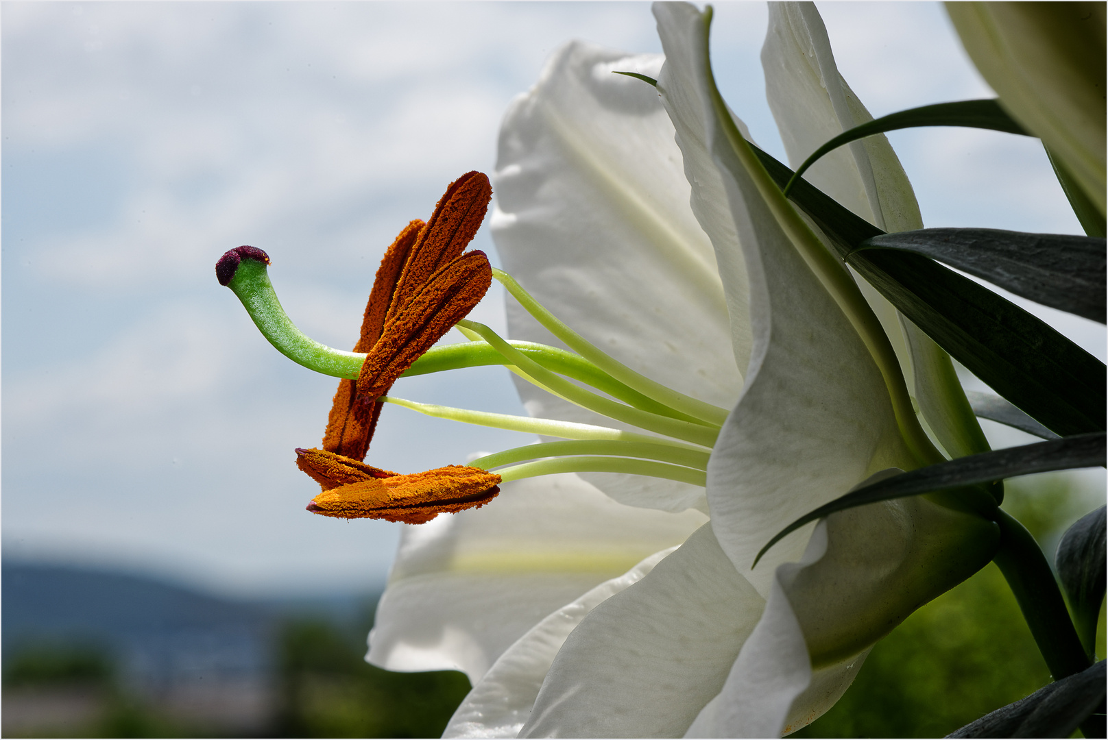 Lilie, die Seele der Blüte 1