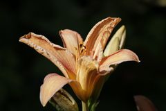 Lilie (Hermerocallis)