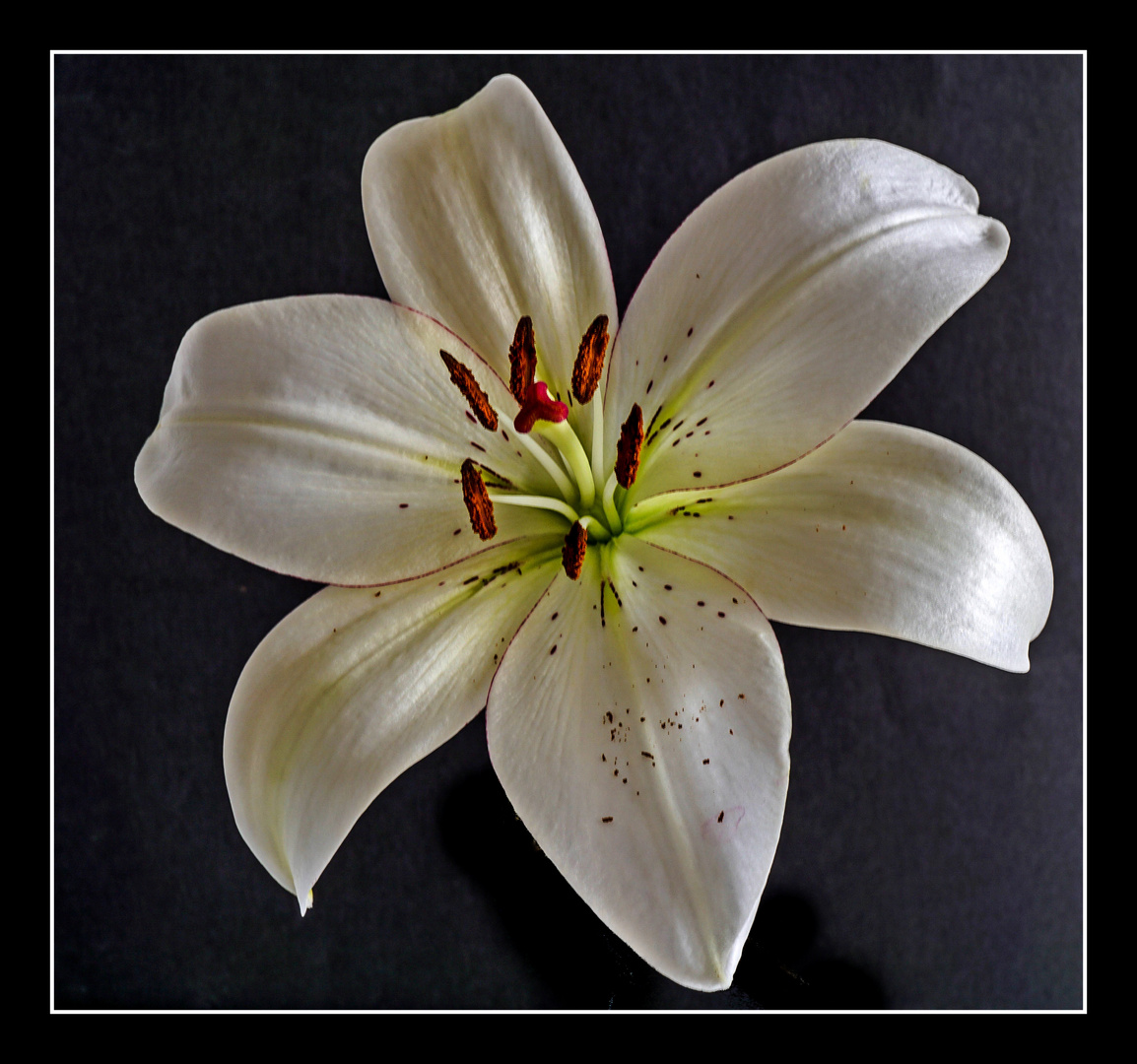 LILIE II Foto & Bild pflanzen, pilze & flechten, fotokunst