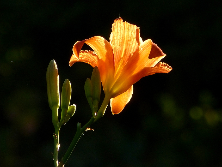 Lilie im Abendlicht