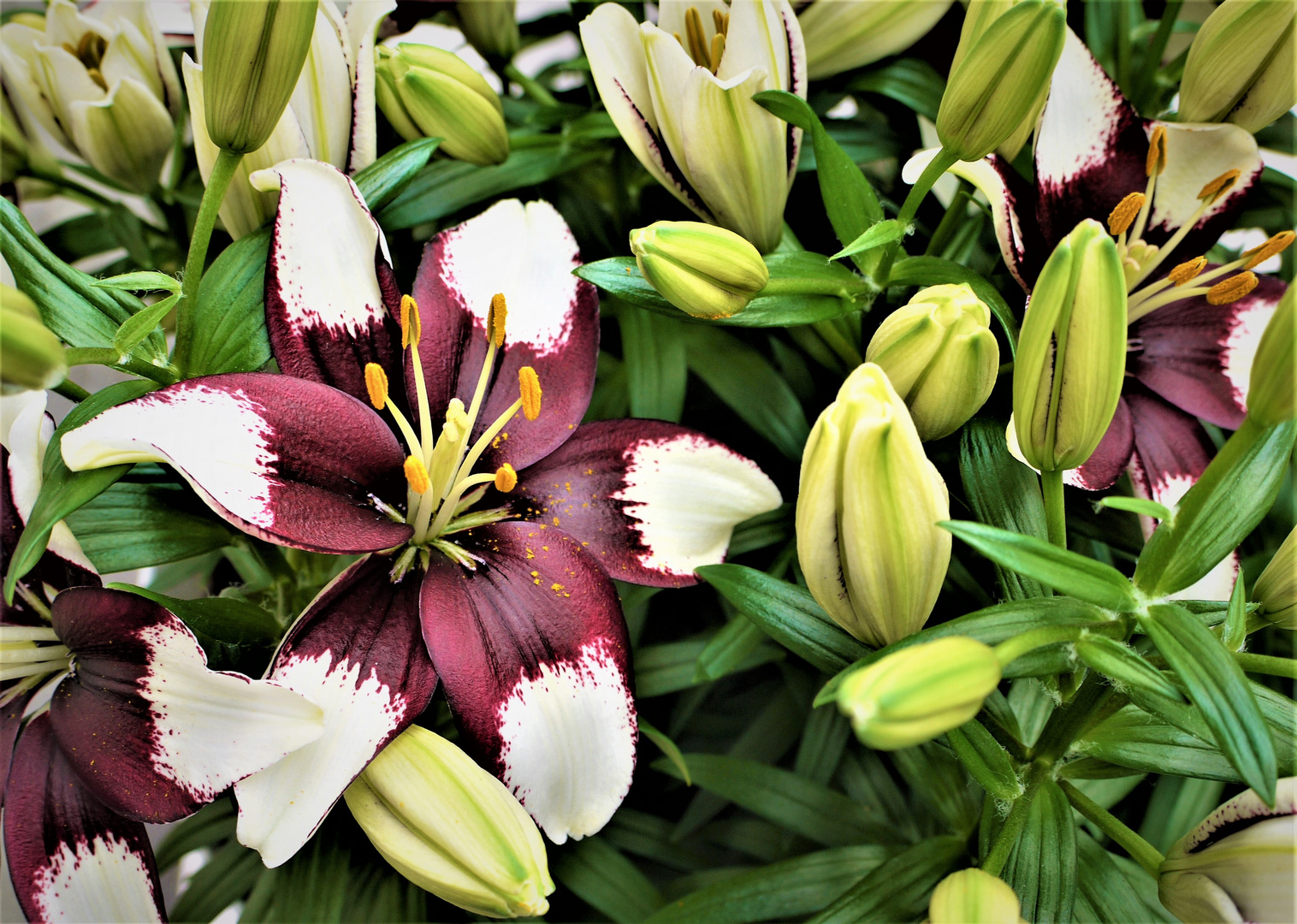 Lilie im Keukenhof - eine von Vielen...Dieses Jahr gänzlich unbeachtet und bewundert