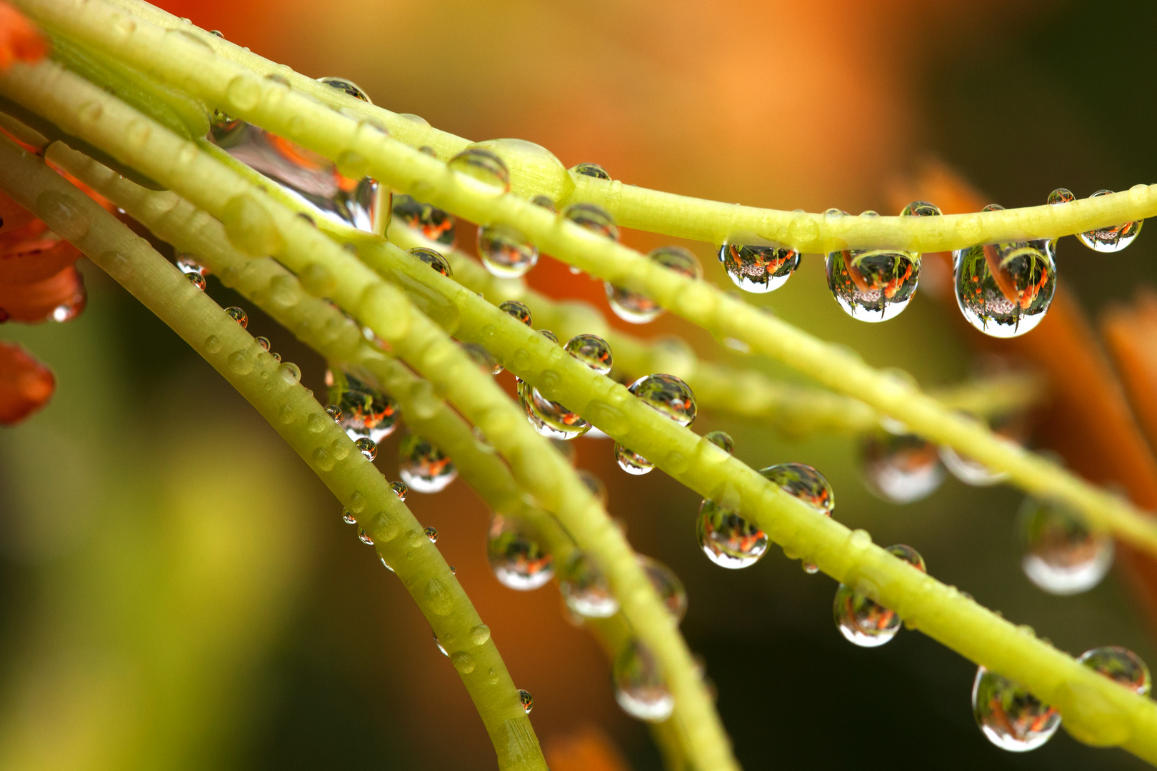 Lilie im Regen