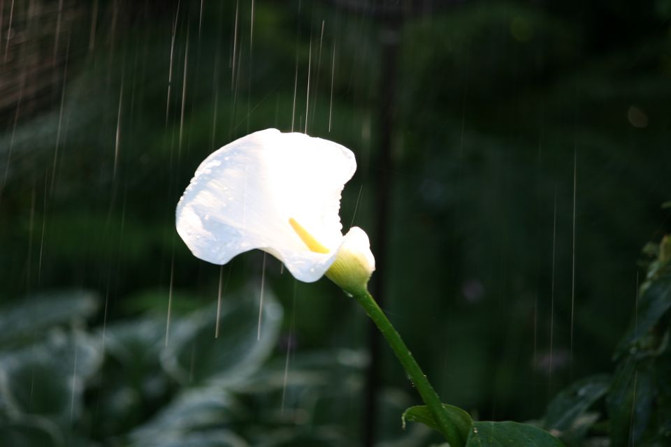 Lilie im Regen