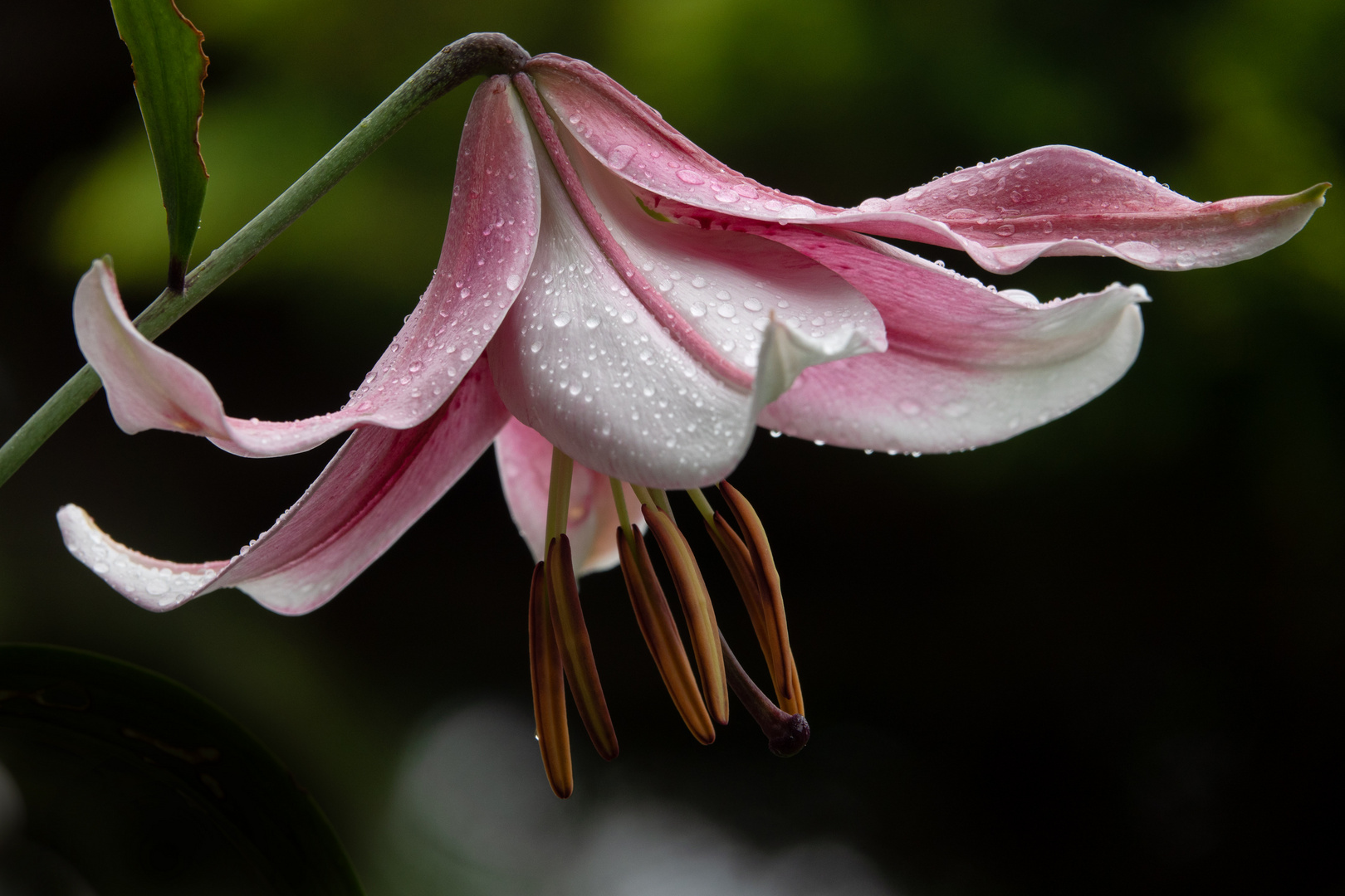 Lilie im Regen