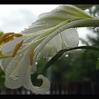 Lilie im Regen