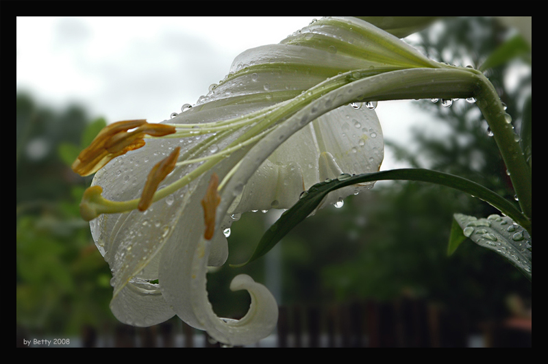 Lilie im Regen