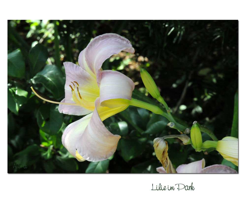 Lilie im Schloßpark