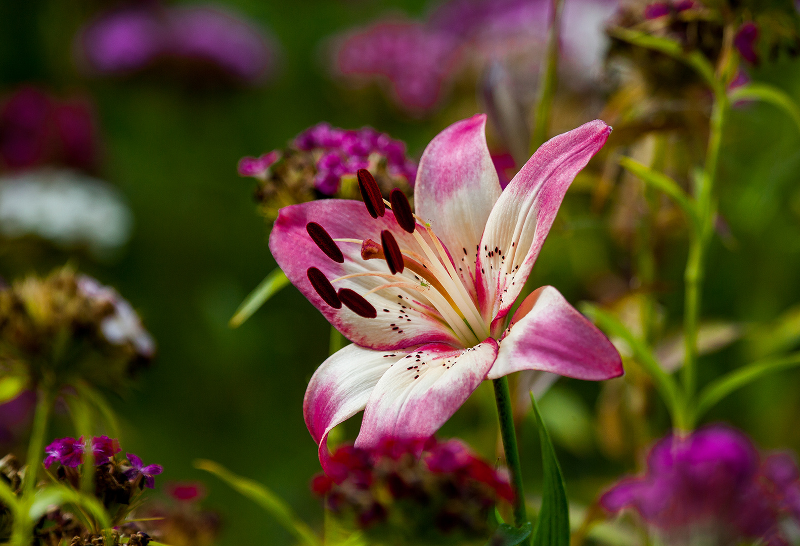 Lilie im Sommerblumenbeet I