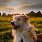 Lilie im Sonnenuntergang