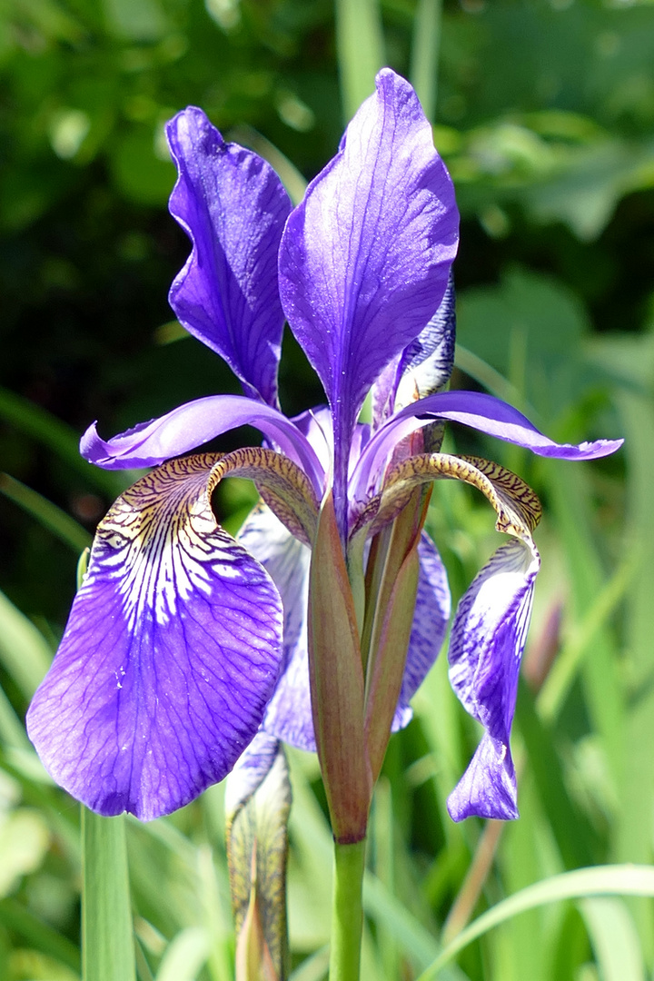 Lilie in Blau Foto & Bild pflanzen, pilze & flechten, blüten