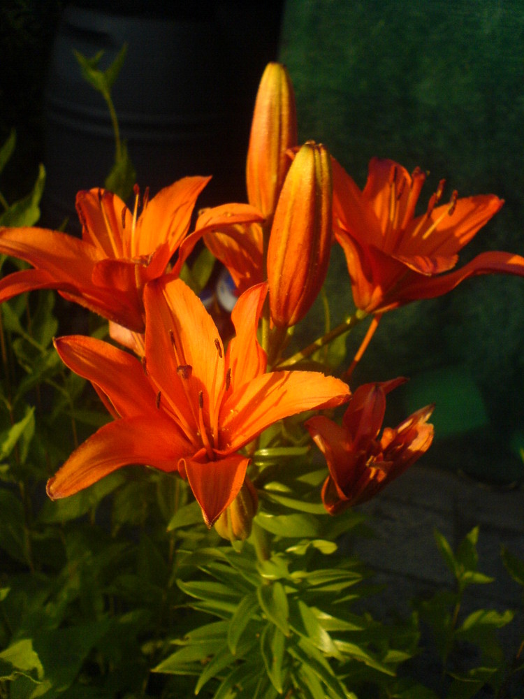 Lilie in der Abendsonne