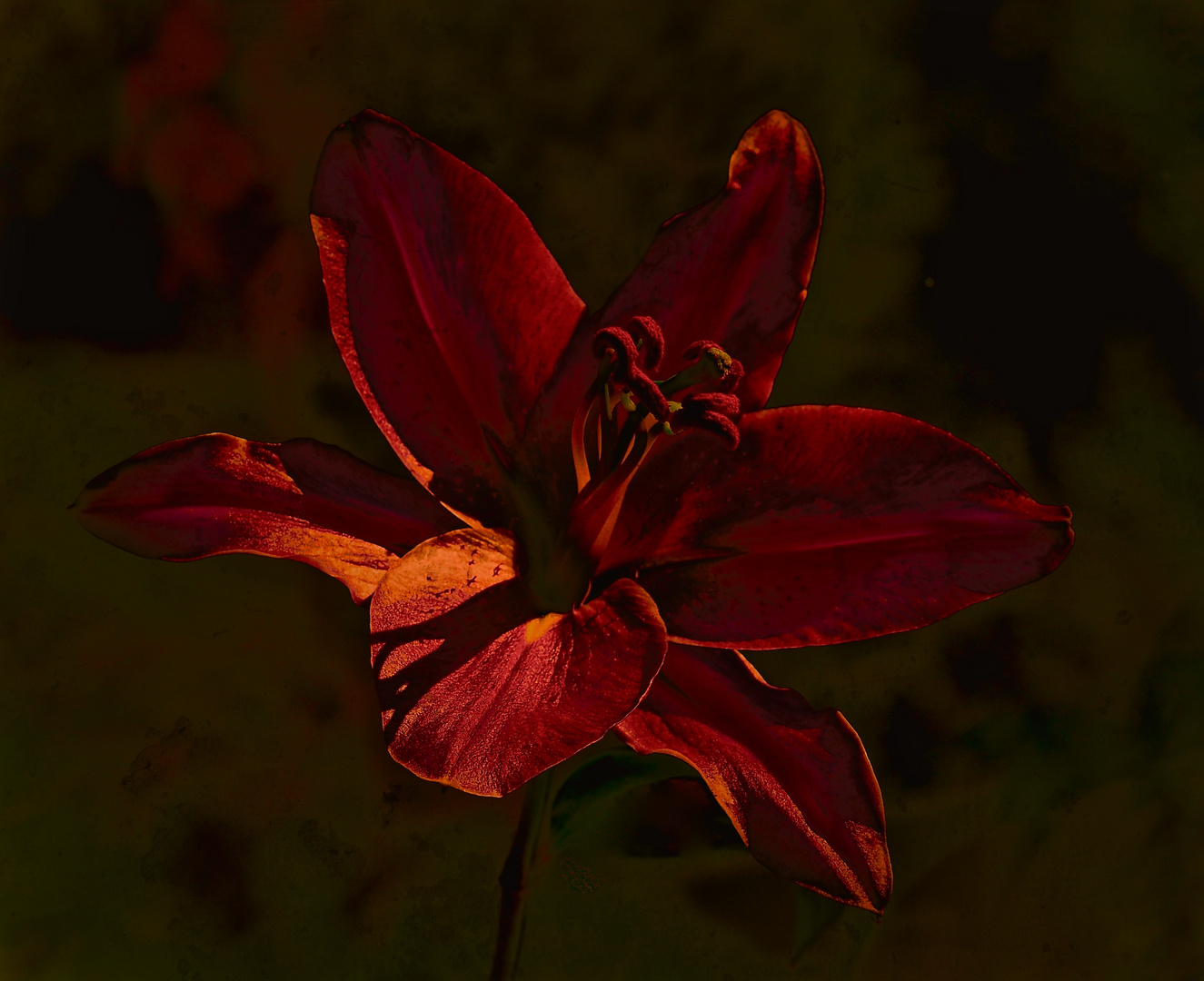 Lilie in der Nacht