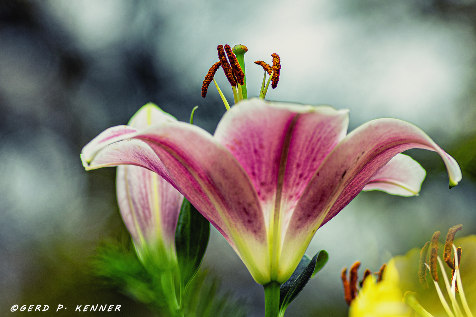 Lilie in freier Natur