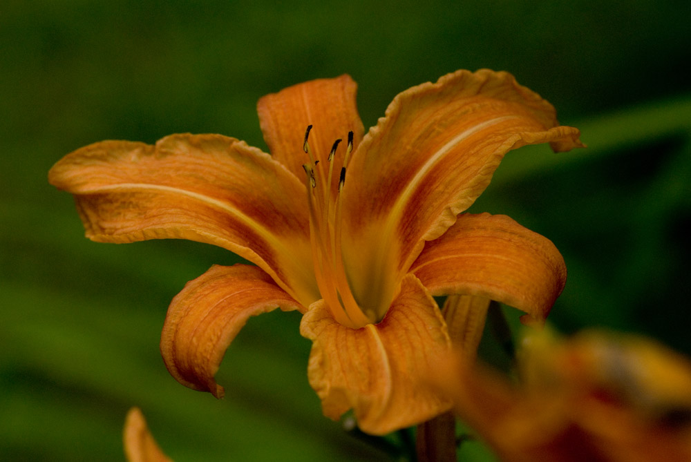 Lilie in Orange