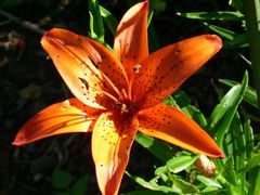 Lilie in Orange...