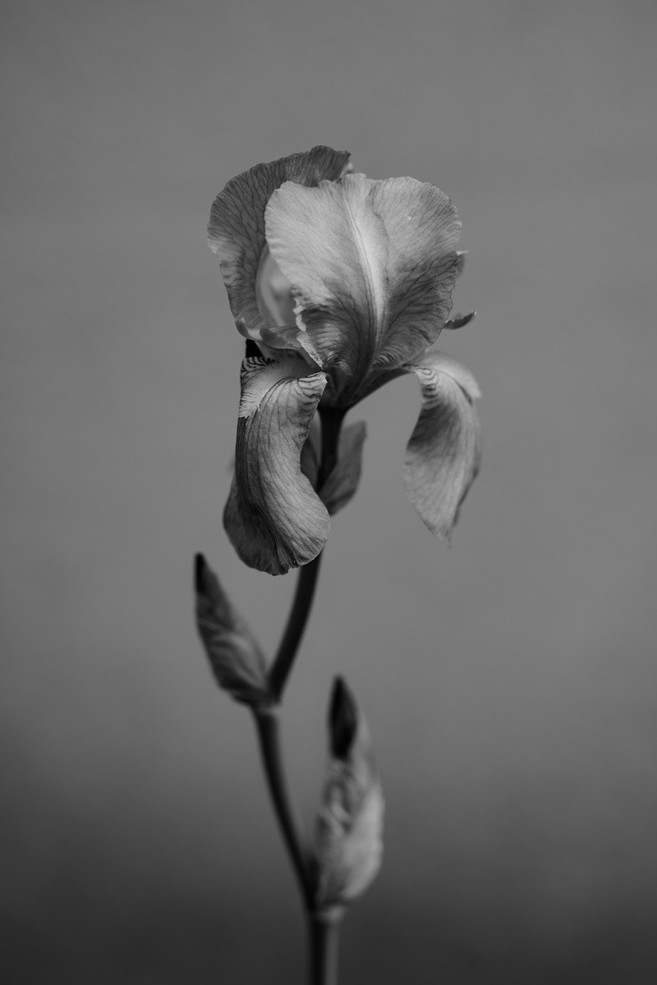 Lilie in scharz-weiß