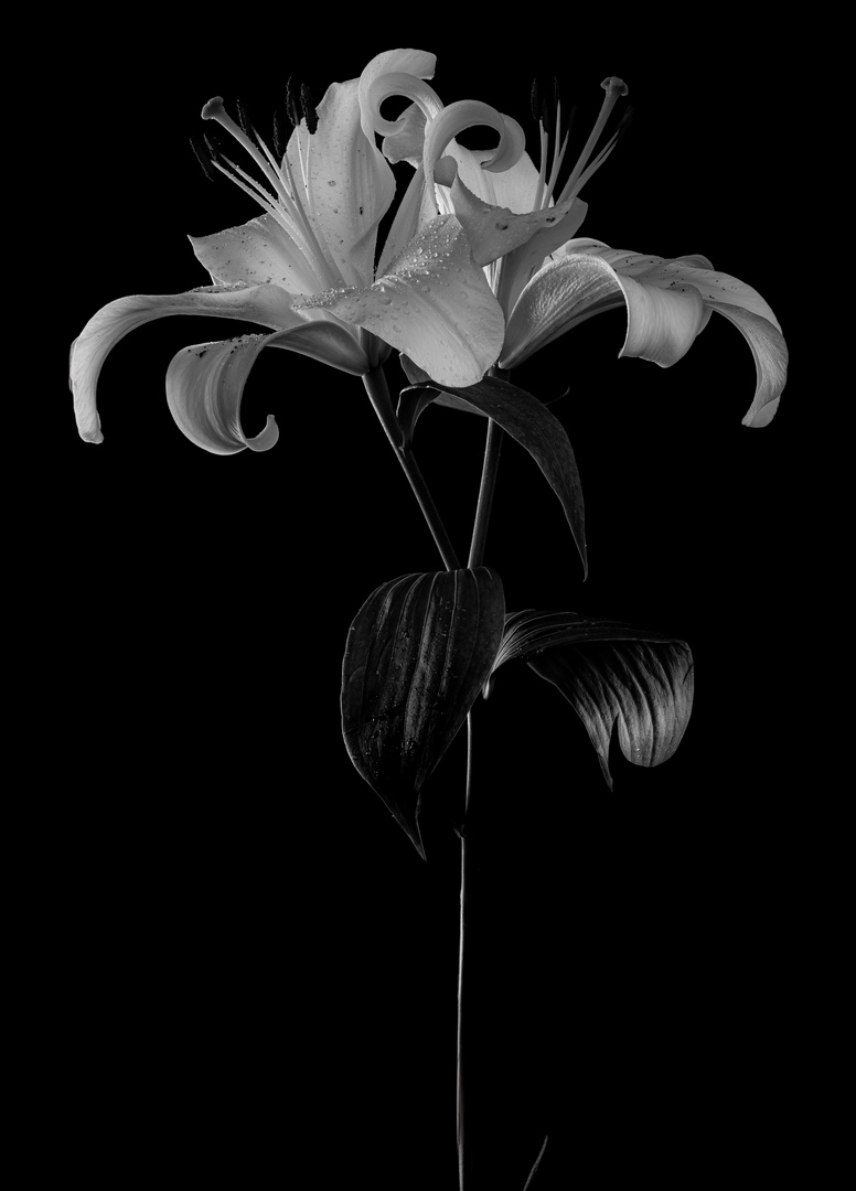 Lilie in schwarz-weiß 