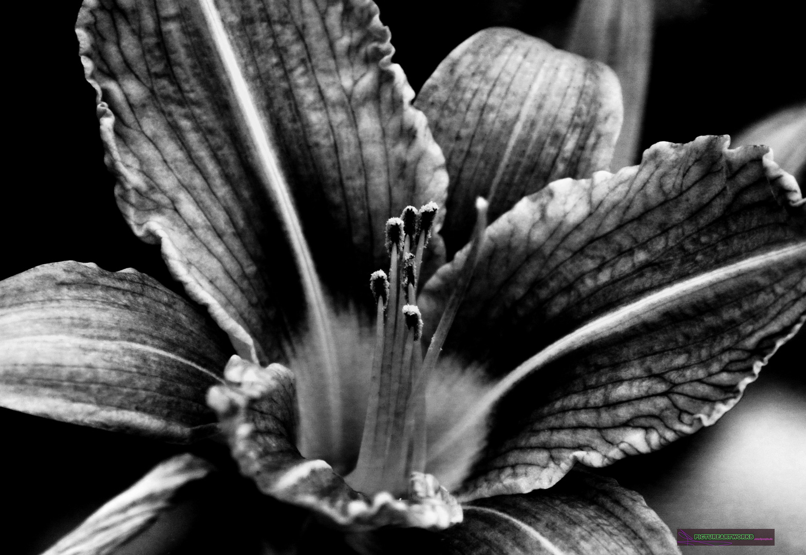 Lilie in Schwarzweiß