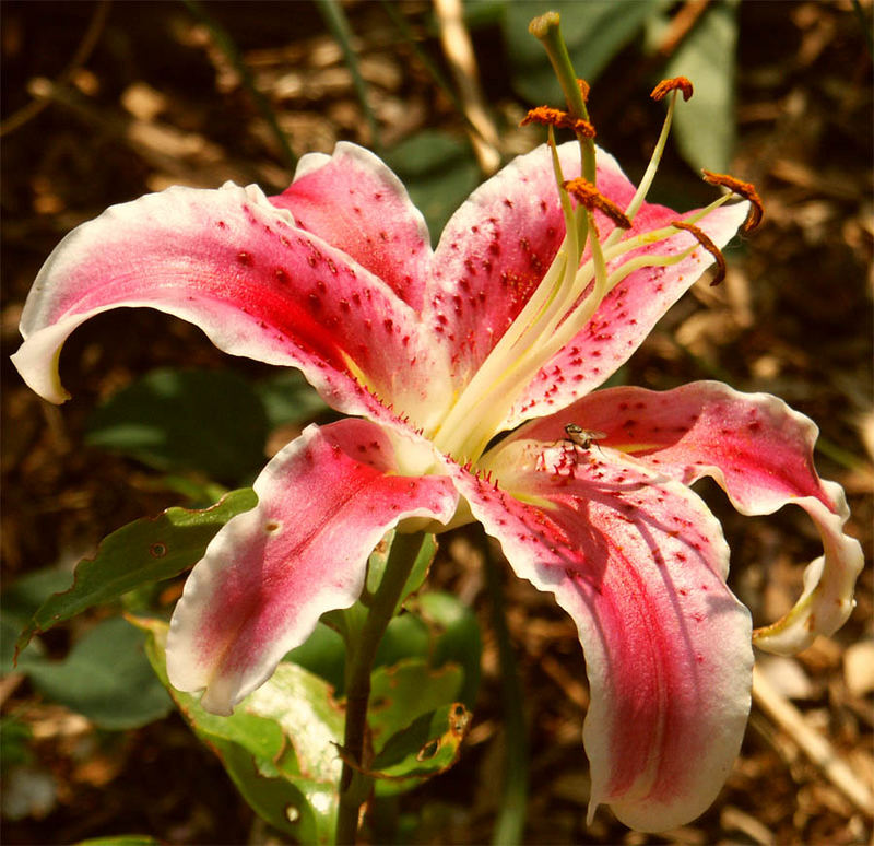 Lilie in unserem Garten