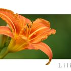 Lilie (Lilium)