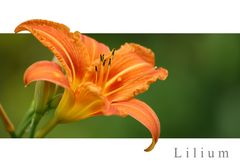 Lilie (Lilium)