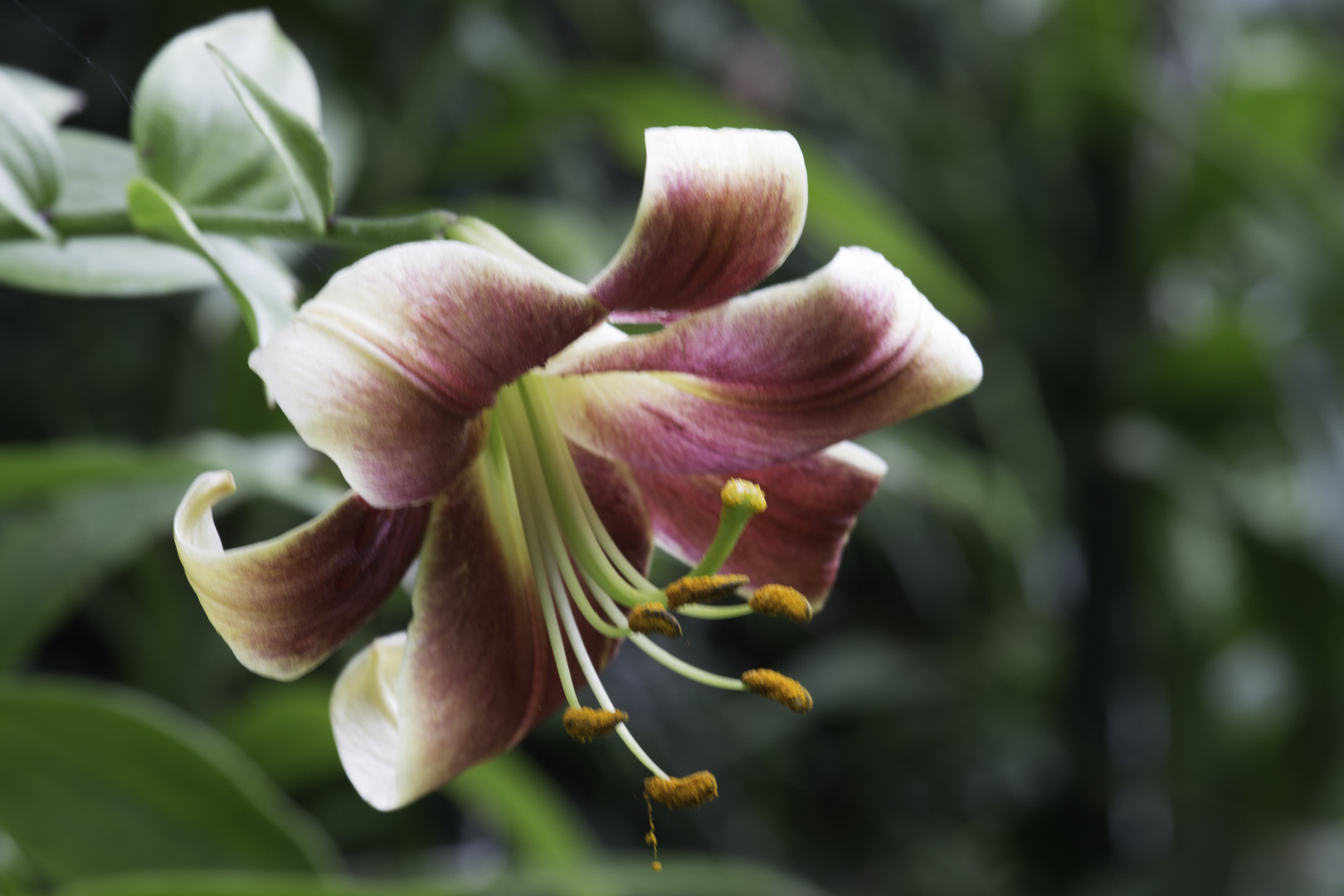 Lilie (Lilium) 'Altari'