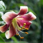 Lilie (Lilium) 'Altari'