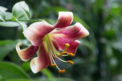 Lilie (Lilium) 'Altari'