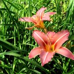 Lilie ( Lilium ) ...