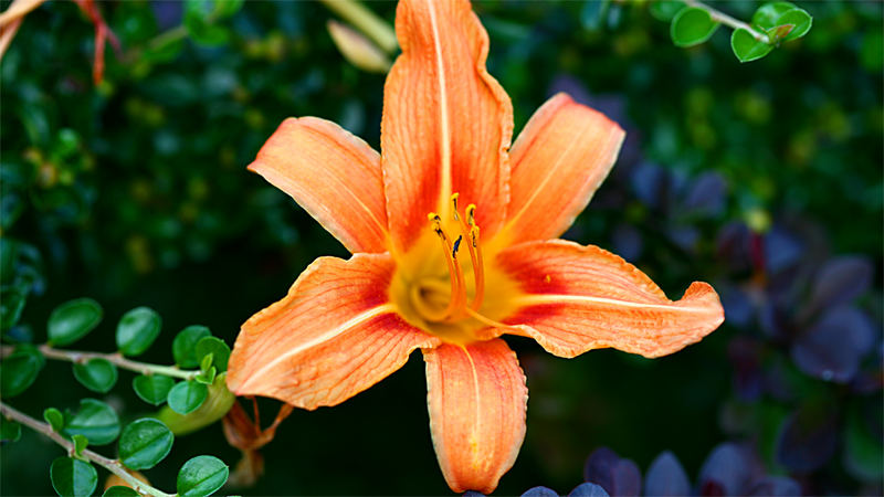 Lilie, Lilium spec., Liliaceae, Süssenbrunn, NÖ / A